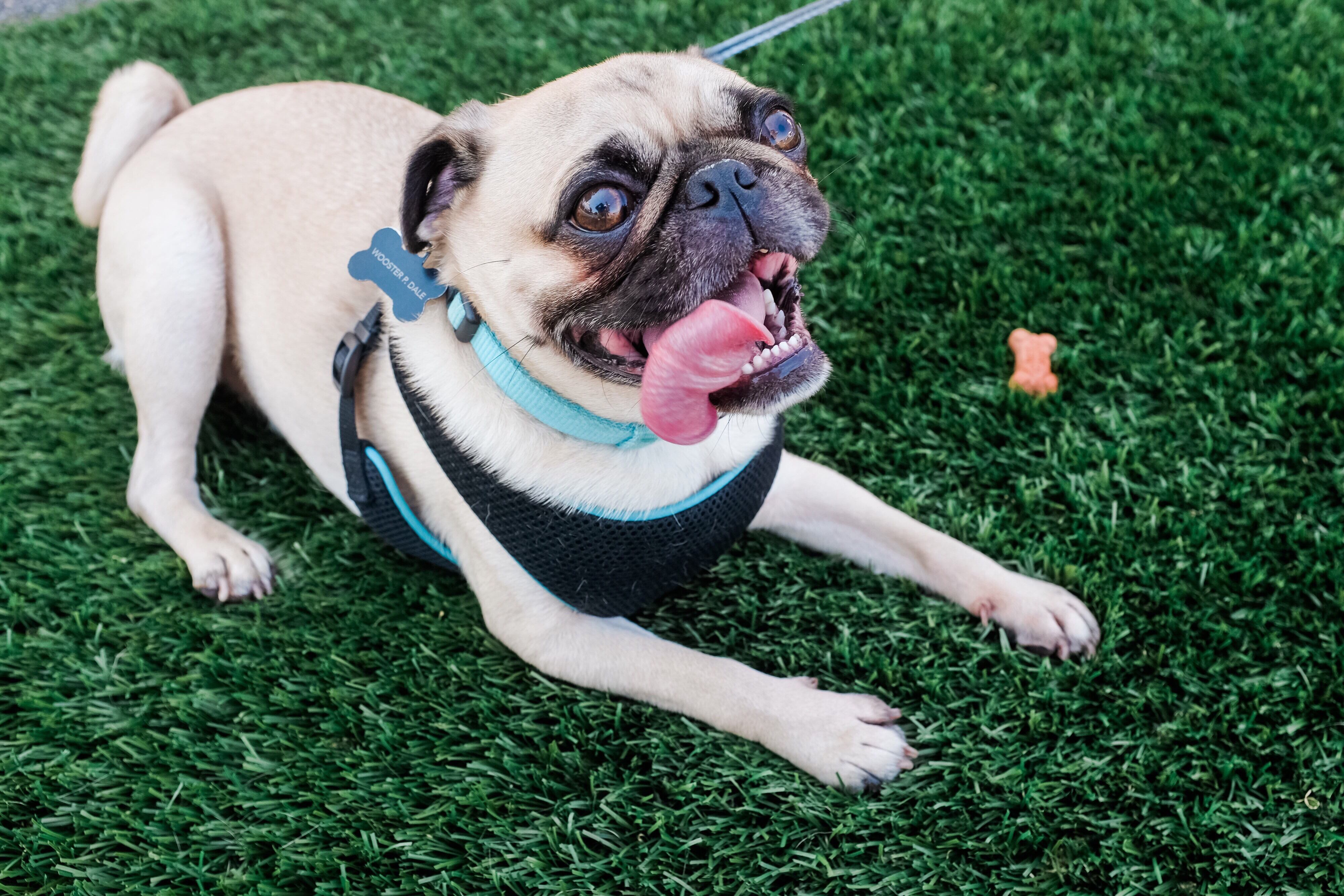 This is a pug.