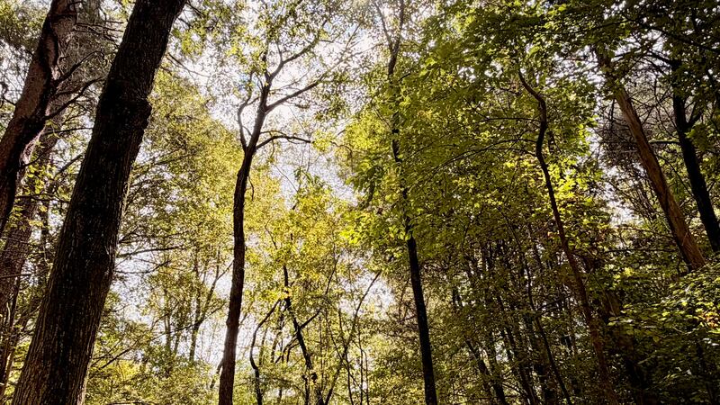 Random landscapes from Tega Cay, SC. (3x4 aspect ratio)